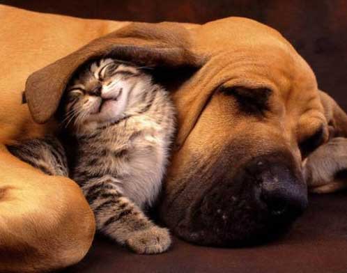 Picture of cat and dog