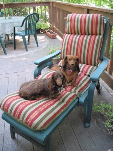 The Dogs