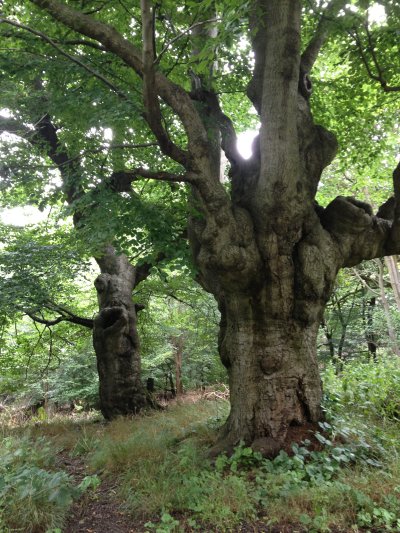 Burnham Beeches