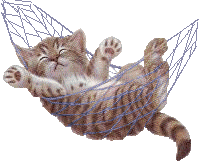cat in a hammock